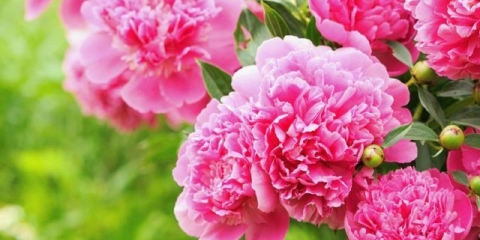 Kako razmnožavati božure u proljeće, jesen